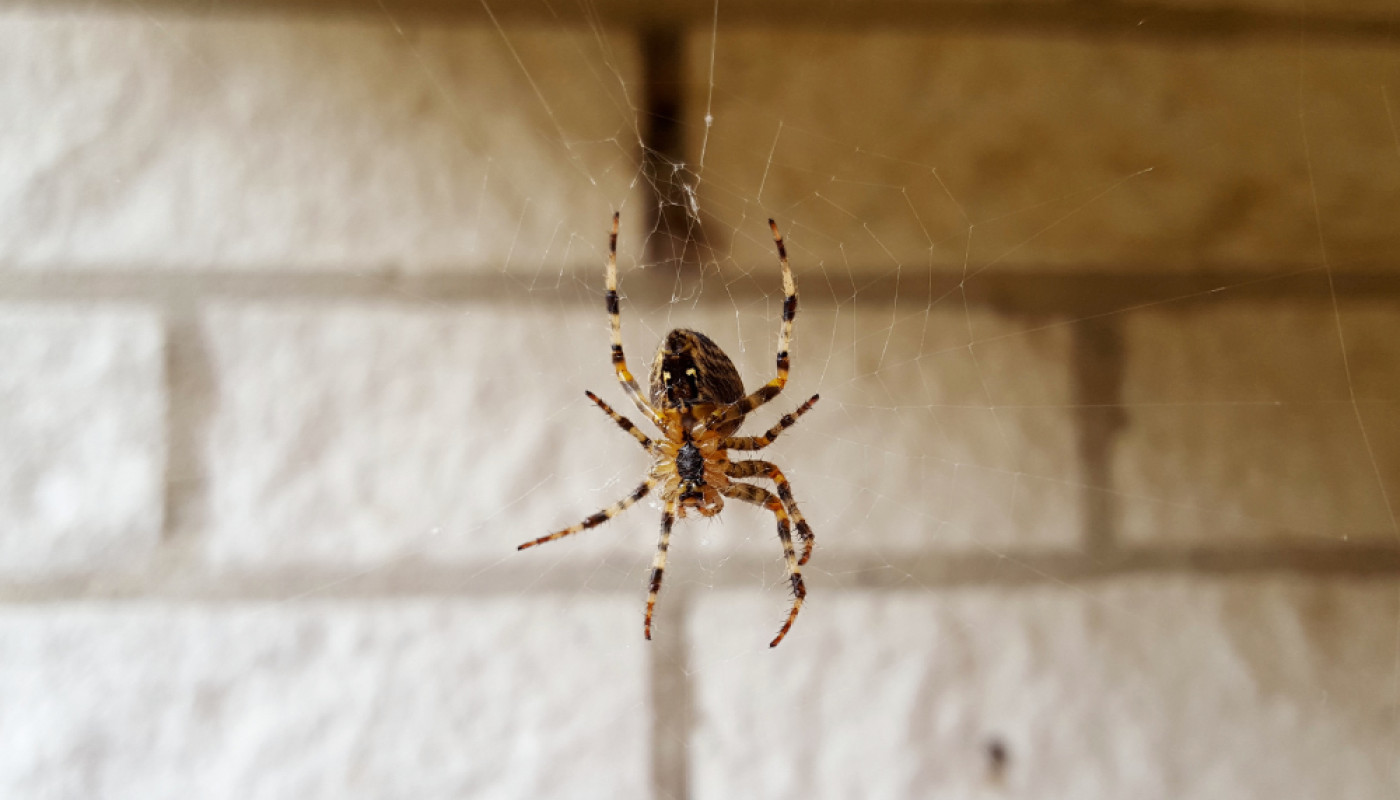 L’extrait de marron d’Inde, le produit naturel idéal contre les araignées !